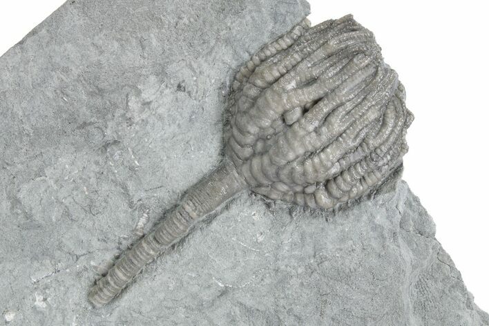 Uncommon Fossil Crinoid (Forbesiocrinus) - Crawfordsville, Indiana #358056